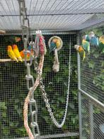 Te koop Agaporniden mooie kleuren, Dieren en Toebehoren, Vogels | Parkieten en Papegaaien, Meerdere dieren, Dwergpapegaai of Agapornis