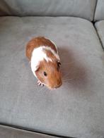 Jonge cavia, Dieren en Toebehoren, Knaagdieren, Cavia, Juni, Meerdere dieren, Tam