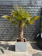 Palmbomen winterharde with grey pot, Tuin en Terras, Planten | Bomen, Lente, 100 tot 250 cm, Palmboom, Ophalen