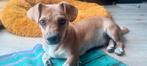 Kleine Lady ter adoptie!, Dieren en Toebehoren, Honden | Niet-rashonden, Particulier, Rabiës (hondsdolheid), 15 weken tot 1 jaar