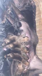 Pups Mechelse Herder x Presa Canario, Ophalen of Verzenden