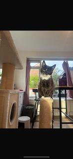 Twee kittens, Dieren en Toebehoren, Katten en Kittens | Overige Katten, Meerdere dieren, Kortharig, 0 tot 2 jaar