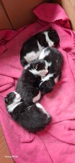 Te koop lieve kittens, Dieren en Toebehoren, Katten en Kittens | Overige Katten, Kater, 0 tot 2 jaar