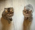 Prachtige kittens, Dieren en Toebehoren, Meerdere dieren, Ontwormd, 0 tot 2 jaar