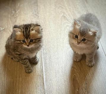 Prachtige kittens beschikbaar voor biedingen