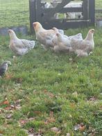 Brahma kippen, Dieren en Toebehoren, Pluimvee, Meerdere dieren, Kip