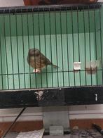 gloster pop kuif, Vrouwelijk, Postuurkanarie