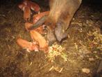 husumer varken met  biggen, Meerdere dieren, 0 tot 2 jaar, Varken