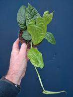 Monstera Membranacea madison p12, Ophalen of Verzenden, Halfschaduw, Minder dan 100 cm