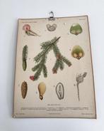 Vintage Zweedse Schoolplaat Gran, botanische plaat, Ophalen of Verzenden, Natuur en Biologie