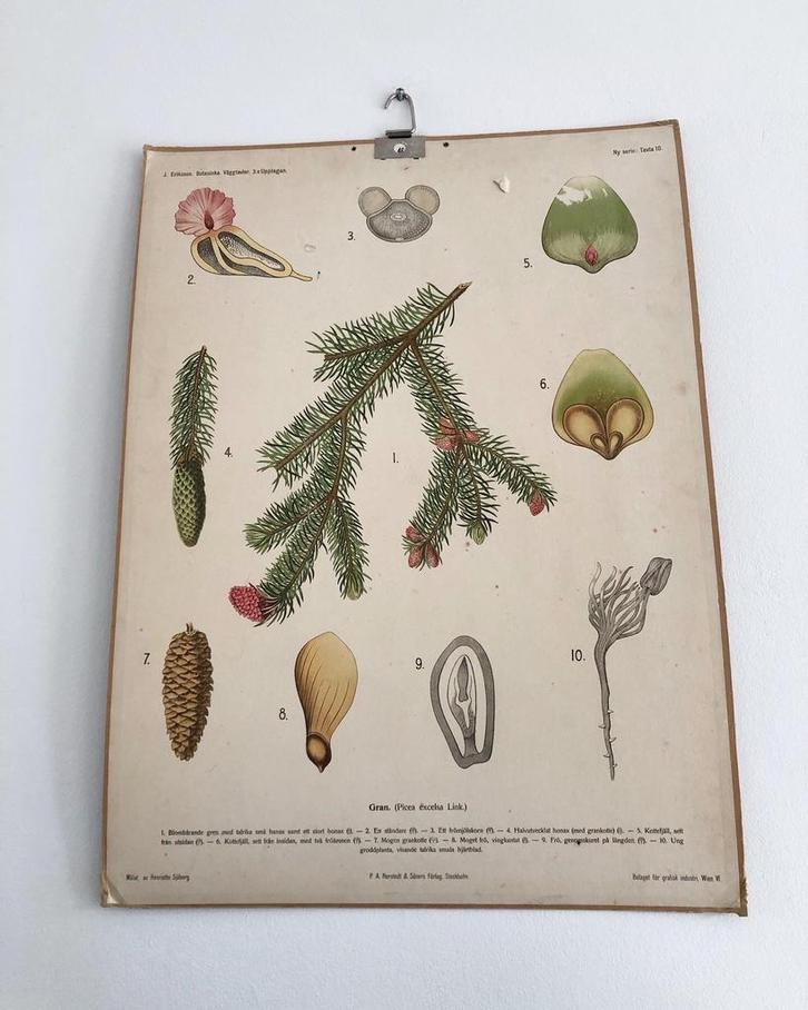 Vintage Zweedse Schoolplaat Gran, botanische plaat, Antiek en Kunst, Antiek | Schoolplaten, Natuur en Biologie, Ophalen of Verzenden