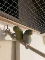 Forpus papegaaien (vogels), Dieren en Toebehoren, Meerdere dieren, Parkiet, Tam