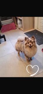 Pomeriaan dekreu brown merle, Ophalen of Verzenden