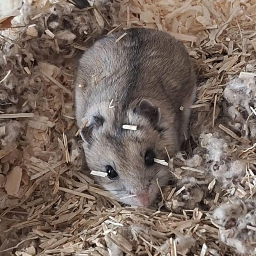 Bruine Chinese dwerghamster, Oktober, Vrouwelijk, Hamster