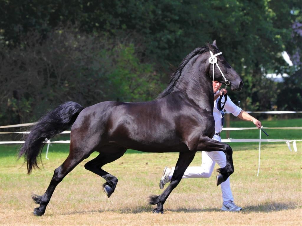 Friese 1 premie  Ster merrie A  ,laagverwant., Dieren en Toebehoren, Paarden, Merrie, Dressuurpaard, 0 tot 2 jaar