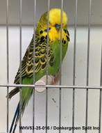 Engelse grasparkieten, Dieren en Toebehoren, Meerdere dieren, Parkiet, Geringd