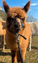Mooi alpaca hengstje, Juli, Mannelijk