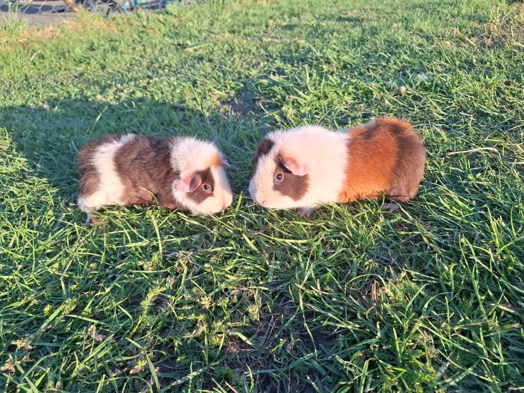 Cavia's te koop. Moeder en dochter, Dieren en Toebehoren, December, Vrouwelijk, Cavia