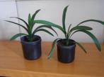 2x Clivia / St. Jozefplant; +/- 40 cm hoog en breed, Ophalen, Overige soorten, Halfschaduw, In pot