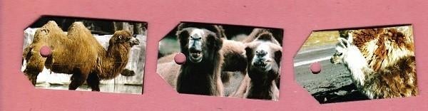 8119) kamelen dromedaris lama e.d., labeltjes, Verzamelen, Dierenverzamelingen, Ophalen of Verzenden, Zo goed als nieuw, Overige typen