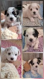 Prachtige Boomer  Malshi pups, Parvo, 8 tot 15 weken, Meerdere, Meerdere dieren
