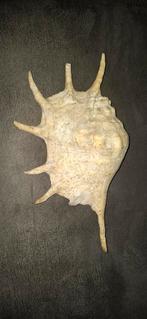 Grote schelp, Ophalen, Schelp(en)