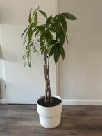 Pachira Aquatica (geldboom) inclusief pot, Ophalen, Halfschaduw, Minder dan 100 cm