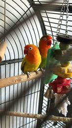 Verkoop, Vrouwelijk, Papegaai