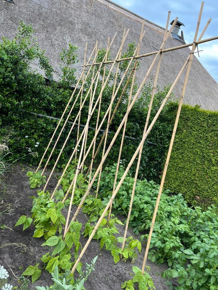 Bonenstokken bamboestokken tonkin plantensteun moestuin, Tuin en Terras, Kweekspullen, Nieuw, Overige typen, Ophalen of Verzenden
