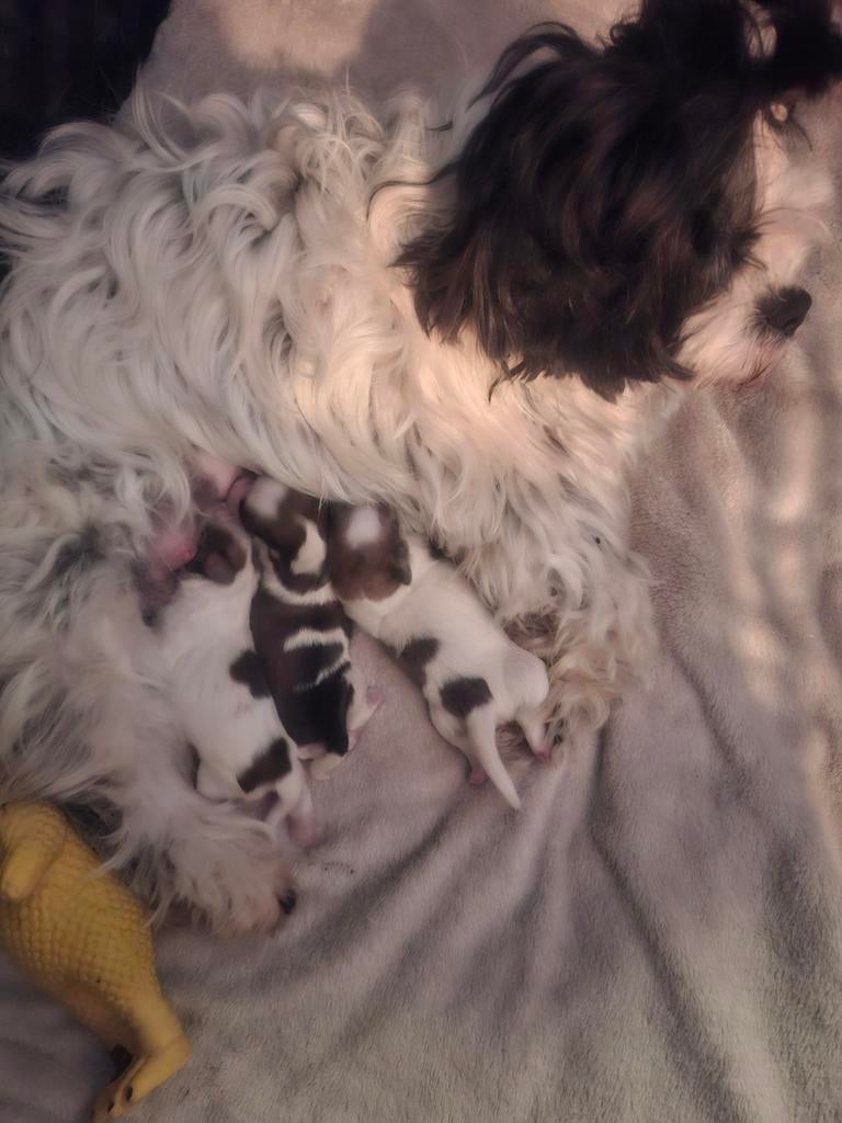 Prachtige nest shih-tzu, Dieren en Toebehoren, Overige rassen, 8 tot 15 weken, Teef, Parvo