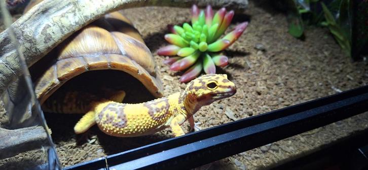 Luipaardgekko Leopard Gecko - unknown for sale from Mulder