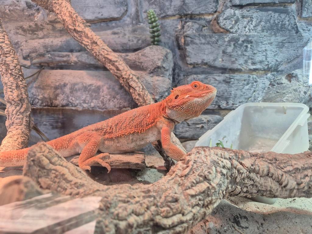 Mannelijke baardagaam, Dieren en Toebehoren, Ophalen, Zo goed als nieuw