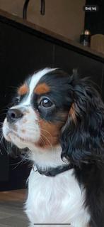 Cavelier king charles dekreu, Dieren en Toebehoren, Reu, 1 tot 2 jaar, Parvo, Eén hond