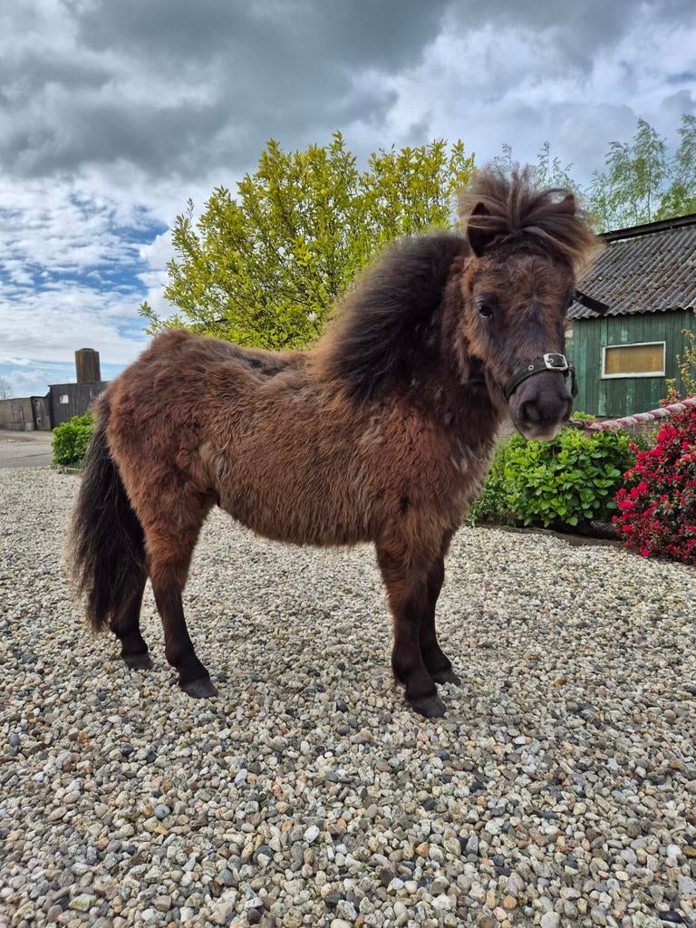 Shetlander jaarling hengst, Dieren en Toebehoren, Pony's, Hengst, Niet van toepassing, A pony (tot 1.17m), Recreatiepony, 0 tot 2 jaar
