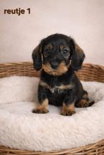Super mooie ruwhaar dwerg teckel ( tekkel) pups (ook merle), Dieren en Toebehoren, Parvo, 8 tot 15 weken, Dwerg, Meerdere