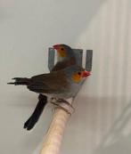 Oranjekaakje pop, Vrouwelijk