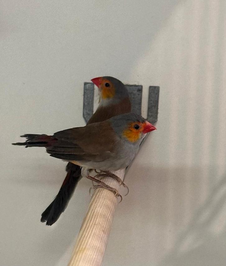 Oranjekaakje pop, Dieren en Toebehoren, Vogels | Overige Vogels, Vrouwelijk