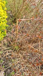 2 Japanse Berberis, bijna 2 meter hoog, Ophalen of Verzenden