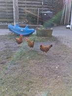 3 kippen, Vrouwelijk, Kip