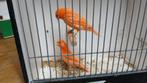 Koppel rode kanaries €20stuk, Dieren en Toebehoren, Vogels | Kanaries, Geslacht onbekend, Kleurkanarie