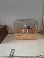 Mooie koppel diamant duiven, Ophalen of Verzenden, 110 cm of meer, Hok