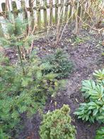 kleine boompjes, Tuin en Terras, Ophalen, Halfschaduw, Overige soorten, Minder dan 100 cm