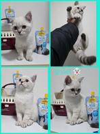 Britse katten   (2 maanden oud ), Kater, Ontwormd, 0 tot 2 jaar