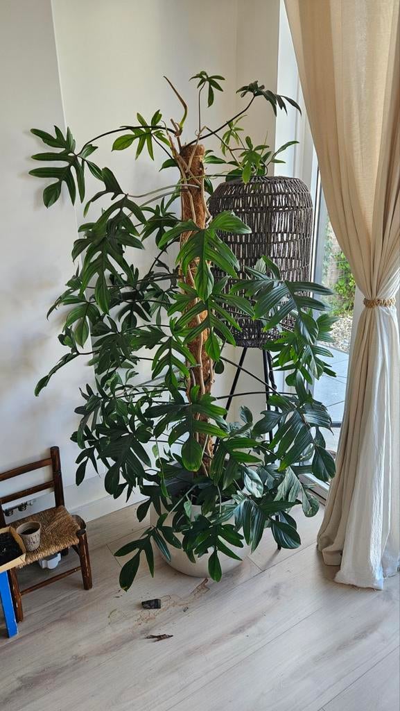 Grote Philodendron plant - neemt teveel ruimte in, Huis en Inrichting, Kamerplanten, Ophalen