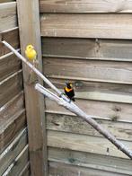 Mooie oranjewever man, Dieren en Toebehoren, Mannelijk