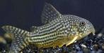 Corydoras sterbai, Vis, Zoetwatervis