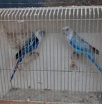 Te koop koppel blauwe rossela.s, Meerdere dieren, Parkiet, Geringd