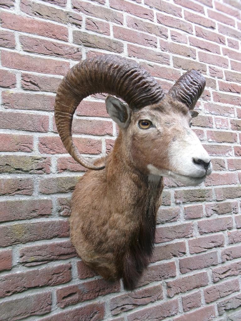 Schitterende grote opgezette Moeflon kop met grote hoorns, Ophalen of Verzenden, Zo goed als nieuw, Wild dier, Opgezet dier