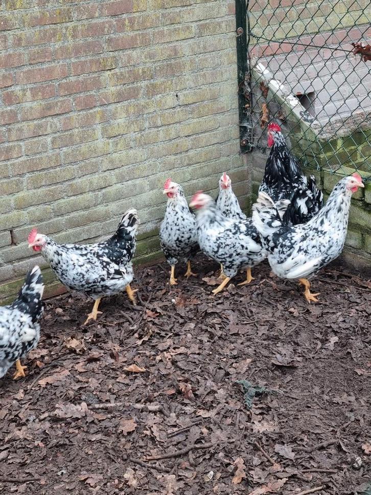 Pita pinta hennen met haan, Dieren en Toebehoren, Pluimvee, Kip, Meerdere dieren