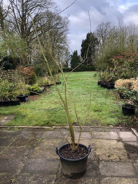 Boswilg / Salix Caprea . ongeveer 3 meter hoog . staat in de, Overige soorten, 250 tot 400 cm, Zomer, Ophalen